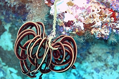 IMG_0861rf_Maldives_Madoogali_Plongee 9_House reef north_Crinoide